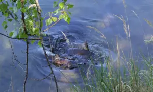Brassen im flachen Wasser, vielleicht zur Laichzeit. Grüne Blätter und Gräser umrahmen die Szene.