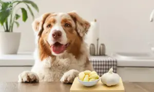 A dog looks curiously at a bowl of peeled garlic and a whole bulb, raising the question: is garlic bad for dogs?