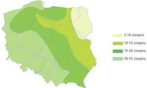 Gdzie uprawia się rzepak w Polsce? Mapa i sekrety plonów