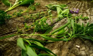 Oregano czy bazylia do spaghetti – które zioło lepsze dla smaku?