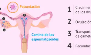Ilustración del proceso de fecundación: crecimiento de óvulos, ovulación, transporte de gametos y la unión final.