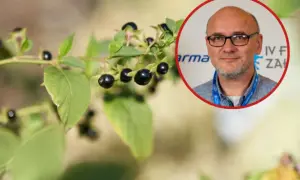Gałązka z czarnymi, błyszczącymi owocami, przypominającymi te z laurowiśni. W tle wizerunek mężczyzny w okularach.