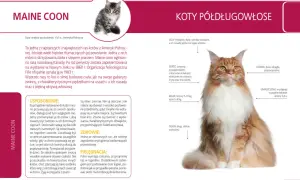 Urocze koty rasowe Maine Coon na sprzedaż, z charakterystycznym puszystym futrem i łagodnym usposobieniem.