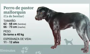 Perro de pastor mallorquín, un ca de bestiar negro y fuerte, con información sobre su tamaño, peso y esperanza de vida.