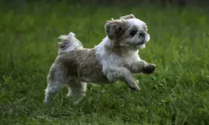 Ile powinien jeść szczeniak shih tzu, aby uniknąć problemów zdrowotnych?
