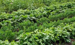 Ein Feld mit verschiedenen Gemüsesorten. Im Vordergrund wachsen grüne Bohnen, dahinter Karotten und Rote Bete. Im Hintergrund sind Kartoffelpflanzen mit Blüten zu sehen.