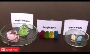 Jak żelki rosną? Eksperyment z osmozą dla dzieci prosty przewodnik