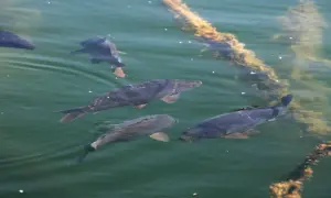 Mehrere Karpfen schwimmen im trüben Wasser nahe einer mit Algen bewachsenen Leine. Sie halten sich dort auf, wo Nahrung und Schutz zu finden sind.