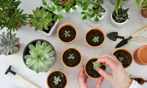 Hände pflanzen kleine Sukkulenten in Töpfe. Mehrere Sukkulenten und Gartengeräte sind auf dem Tisch verteilt, bereit, um Sukkulenten zu vermehren.