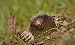 Czym się żywi kret? Zaskakujące fakty o diecie tych ssaków