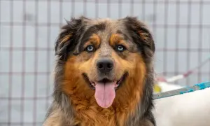 Ein freundlicher Australian Shepherd Malteser Mix mit leuchtend blauen Augen und heraushängender Zunge.