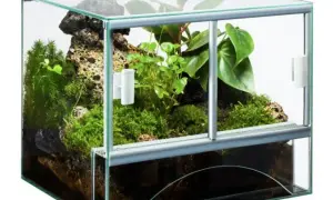 Jak zrobić terrarium dla żaby - kluczowe wskazówki i błędy do uniknięcia