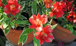 Leuchtend rote Alstroemeria blühen in Terrakotta-Töpfen. Diese winterhart blühenden Schönheiten bringen Farbe in jeden Garten.