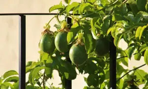 Grüne, unreife Früchte der Passionsfrucht Maracuja hängen an einem sonnenbeschienenen Strauch.