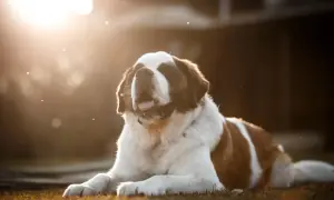 Ein Bernhardiner liegt im warmen Abendlicht. Die sanfte Bernhardiner Erziehung zahlt sich aus, denn der Hund wirkt entspannt und zufrieden.
