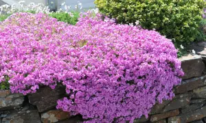En matta av rosa blommor som tål sol utomhus breder ut sig över en stenmur. Bakom syns gröna buskar och vita blommor.
