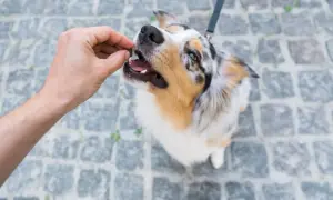 Ein Australian Shepherd bekommt ein Leckerli. Gut erzogen, wartet er geduldig, wenn man ihn kurz **alleine lassen** muss.