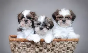 Trzy urocze szczenięta rasy Shih Tzu w koszyku. Różne odmiany tej rasy zachwycają futrem i spojrzeniem.