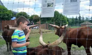 Najlepsze atrakcje w Borysewie, które zachwycą całą rodzinę