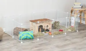 Jeż pigmejski: terrarium czy klatka – co wybrać dla zdrowia?