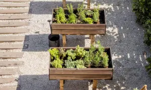 Dos mesas de cultivo con hierbas aromáticas y plantas verdes. Ideal para saber qué se puede plantar en una mesa de cultivo y tener un huerto urbano.