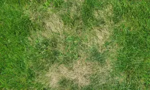 Plamy suchej, żółtej trawy na zielonym trawniku, jakby po zastosowaniu agro sorb folium.