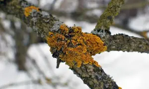 Jasnożółte porosty na gałęzi drzewa, tworzące barwne plamy na korze.
