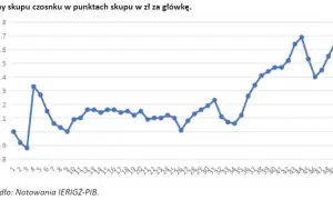Ile można zarobić na czosnku? Fakty i liczby, które zaskakują rolników.