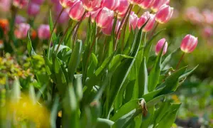 Różowe tulipany kwitnące wiosną. Idealny czas, kiedy sadzić tulipany, to jesień, aby cieszyć się nimi w pełni.