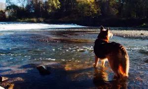 Ein Akita Australian Shepherd Mix steht im Fluss und genießt die Herbstsonne.