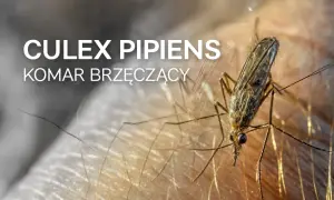 Komar czym się żywi – odkryj, co naprawdę jedzą te owady