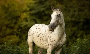Piękny koń w plamki, z apetytem skubiący trawę na tle zielonego lasu. Jego unikalne umaszczenie przyciąga wzrok.