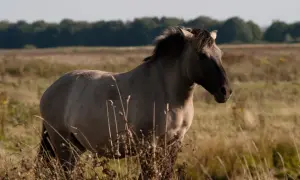 Dziki koń tarpan stoi na tle łąki.
