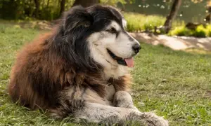 Ein majestätischer Ciobanesc Romanesc Carpatin liegt entspannt im Gras, die Zunge heraushängend.