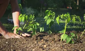 Ręce delikatnie umieszczają sadzonki pomidorów w ziemi. Rozpoczyna się sadzenie pomidorów, by cieszyć się latem soczystymi owocami.
