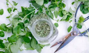 Świeże oregano i suszone zioła w słoiku, obok nożyc. Idealny czas, kiedy zbierać oregano do suszenia, to przed kwitnieniem.