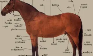 Gdzie koń ma kolano? Zaskakujące fakty o anatomii koni