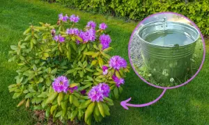 Kwitnący rododendron w ogrodzie, obok wiadro z wodą, sugerujące nawóz do rododendronów.
