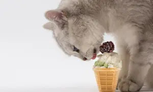 Czy koty mogą jeść lody? Dowiedz się, dlaczego to niebezpieczne.