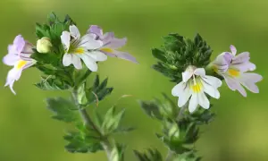 Zwei zarte Blüten der Euphrasia, auch Augentrost genannt, mit weißen und lila Streifen auf grünem Hintergrund.