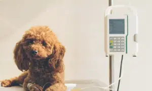 Pudel na kroplówce, obok pompy infuzyjnej. Weterynarz ustala nifuroksazyd dla psa dawkowanie.