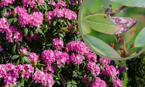Zdrowy rododendron z pięknymi różowymi kwiatami, obok zbliżenie liścia z objawami fytoftorozy.