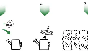 Instrukcja: jaki nawóz do laurowiśni. Krok 1: wymieszaj nawóz z wodą. Krok 2: zamieszaj. Krok 3: podlej rośliny.