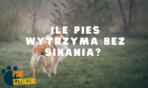 Pies na trawie, z tekstem "ILE PIES WYTRZYMA BEZ SIKANIA?".