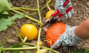 Uprawa dyni krok po kroku: Zbiory, pielęgnacja i odmiany poradnik