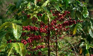 En arabisk kaffeplanta med mogna, röda kaffebär som hänger i klasar bland gröna blad.