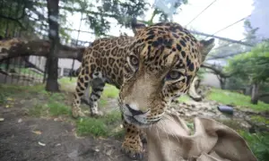 Jaguar w warszawskim zoo, ciekawy świata. Sprawdź zoo warszawa bilety cena i zobacz go na żywo!