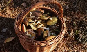 Kiedy grzyby rosną? Praktyczny kalendarz i pogoda dla grzybiarzy