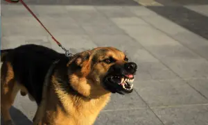 Ein aggressiver Hund knurrt und fletscht die Zähne. Sein Fell ist braun und schwarz, er ist an einer Leine.