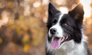 Inteligentny border collie, którego usposobienie widać w bystrym spojrzeniu, dyszy z radością na tle jesiennych liści.